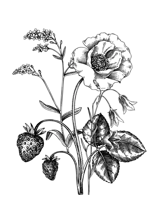 Summer flowers bouquet in sketch style. Botanical drawings with strawberry, bluebell, poppy and forgot-me-not. Vintage wildflowers hand-drawn illustrations for wedding invitations or decoration